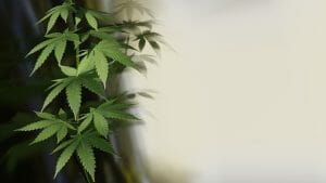Cannabiskonsum MPU