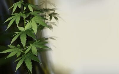Die wichtigsten Infos zur MPU wegen Cannabiskonsum
