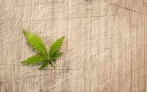 Cannabiskonsum MPU-Gutachten
